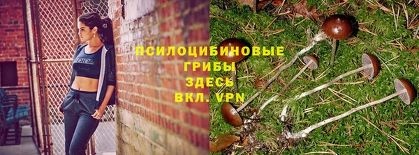 ешки Аркадак